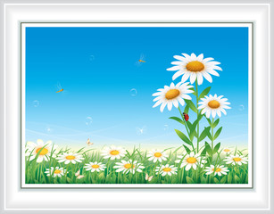 Flower meadow with daisies
