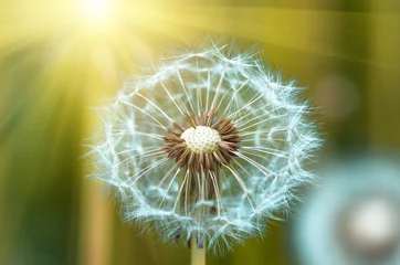 Outdoor kussens dandelion Leontodon closeup © fotolesnik