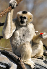 Gibbon white female monkey eating fruit in a tree