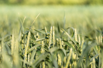 Green wheat growing and maturing on the field