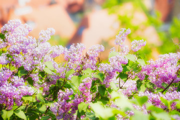 Lilac blossom with bokeh over sky background. Outdoor nature background with lilac flowering in garden or park, banner