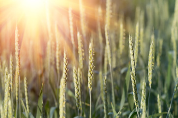 Fototapeta premium Green wheat growing and maturing on the field