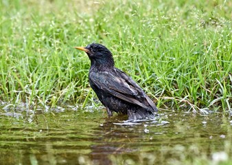 European starling (Sturnus vulgaris) bathing in a small puddle of water