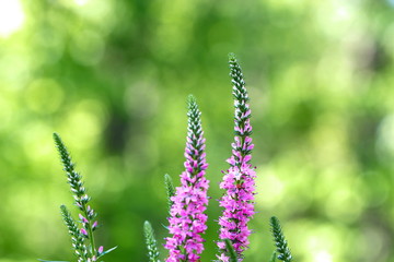 Spikes of pink Veronica flowers, selective focus