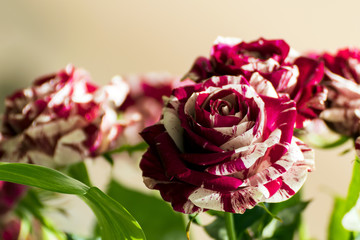 Candy Red Striped Roses