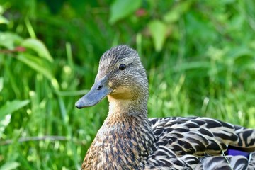 Mallard duck (Anas platyrhynchos) hen