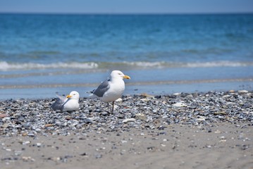 Two or pair of seagulls or european herring seagulls on the pebble beach with blue sea in background on german island Helgoland in North sea. Picture is taken in the spring sunny and windy day.