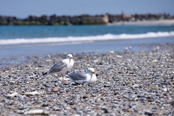 Two or pair of seagulls or european herring seagulls on the pebble beach with blue sea in background on german island Helgoland in North sea. Picture is taken in the spring sunny and windy day.