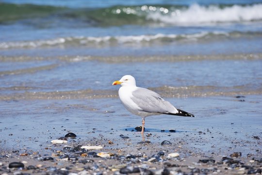 European herring gull or seagull on the pebble beach of North Sea waiting for food. Picture taken in spring sunny day. It breeds across Northern, Western, Central Europe, Scandinavia and Baltic states