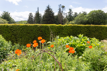 In the garden