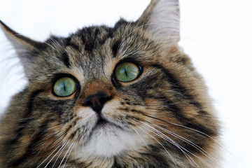 Nahaufnahme vom Gesicht einer hübschen jungen Norwegischen Waldkatze