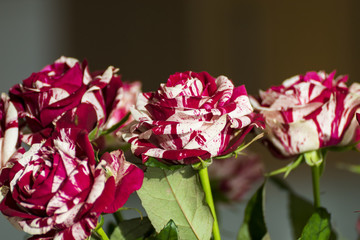 Candy Red Striped Roses