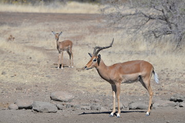Impala
