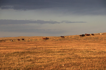 Fototapeta na wymiar Wild horses, near Porvenir, Tierra Del Fuego, Patagonia Chile