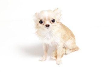 puppy chihuahua in front of white background