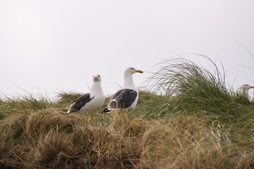 Picture of two breeding plumaged adult seagulls or european herring gulls, Larus argentatus, on the grass sand dunes on coast of german island Heligoland in North sea in nesting site during nesting.