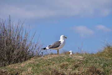 Picture of single bird seagull or european herring gull in the grass of nesting site during nesting in spring on the german island Heligoland in North sea during the sunny, windy day. 