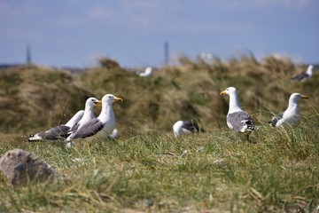 Group of seagulls or european herring seagulls on the nesting site during the nesting in the spring. Colony of birds is on grass covered sand dunes on the coast of north sea on the island Heligoland. 