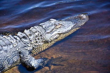 Obraz premium American alligator (Alligator) basking in the sun on the edge of a wetland area