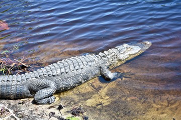 American alligator (Alligator) basking in the sun on the edge of a wetland area