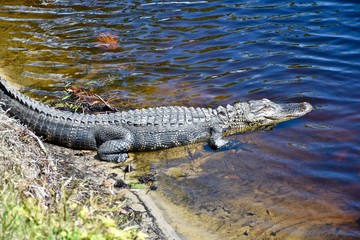 American alligator (Alligator) basking in the sun on the edge of a wetland area