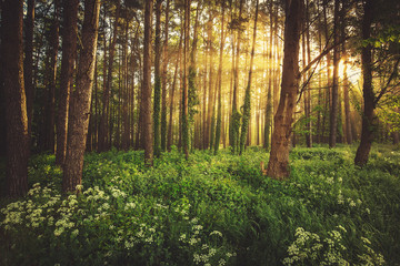 Obraz premium Magiczny mglisty las. Piękny wschód słońca w lesie rano