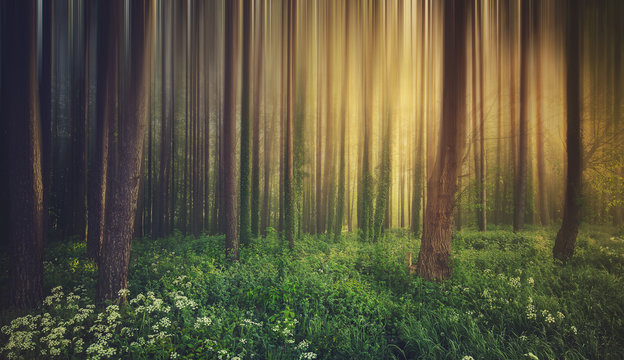 Fototapeta Magic foggy forest. Beautiful sunrise in morning forest