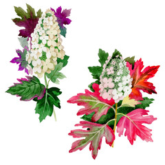 Wildflower Hydrangea flower in a watercolor style isolated.