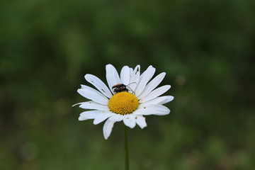 Obraz premium Margerite mit zwei Käfern