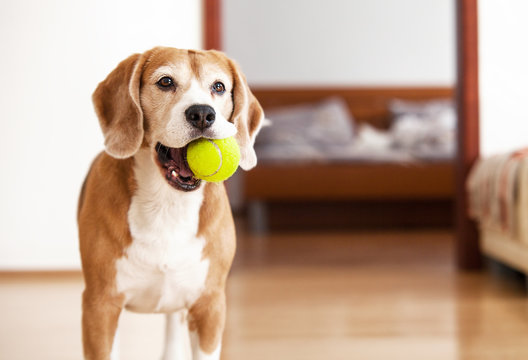 Beagle dog with tennis ball wants to play