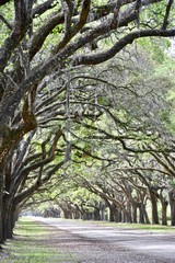 Historic Wormsloe plantation entrance