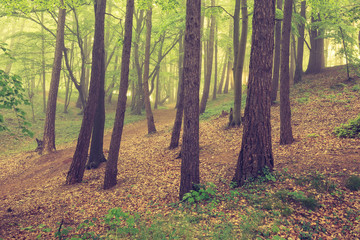 Magic foggy forest. Beautiful sunrise in morning forest