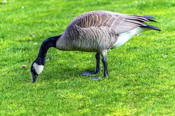 Canada Goose Lake Coeur d' Alene Idaho