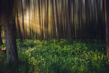 Magic foggy forest. Beautiful sunrise in morning forest