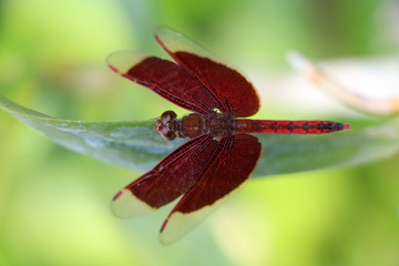 Close up of a dragonfly in Bali with eye detail