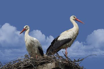Wei&szlig;storch-Paar im Nest 