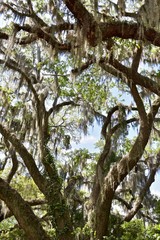 Fototapeta premium Spanish moss (Tillandsia usneoides) hanging from beautiful oak tree (Quercus)