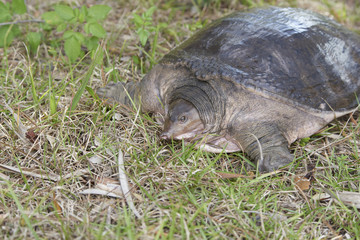 Florida Softshell Turtle basking in sun