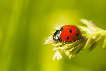 Red Ladybug on plant, green blurred background. Coccinella septempunctata, selective focus