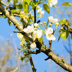 Blossom tree over nature background