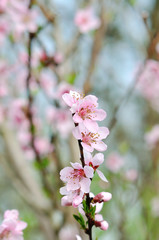 Cherry blossoms over blurred nature background