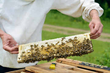 The beekeeper takes out from the hive honeycomb filled with fresh honey. Apiculture.