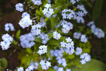 Blue forget-me-not flowers (lat.Myosotis)
