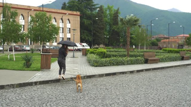 young woman with umbrella walks with the dog