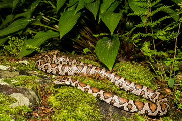 An Eastern Milk Snake in the garden.