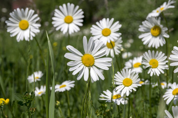 Leucanthemum vulgare meadows wild flower with white petals and yellow center in bloom