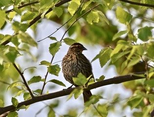 Sparrow (Passeridae) perched on a tree branch