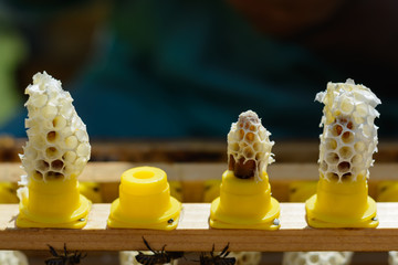 Wax cocoons of which have come out new queen beesKarl Jenter. Birth of Queen Bees. Apiculture.