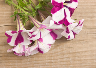 flowers on wooden background