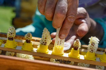 Wax cocoons of which have come out new queen beesKarl Jenter. Birth of Queen Bees. Apiculture.